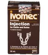 Cattle